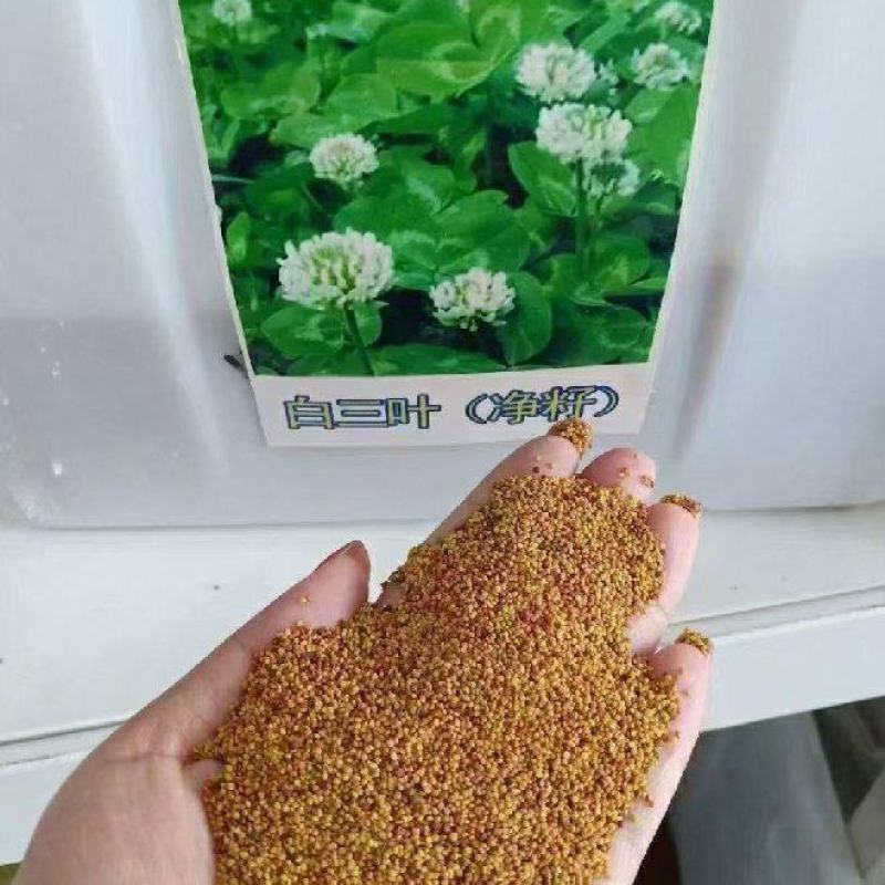 白三叶种子四季常青绿化草坪护坡果园控草全国包邮发货