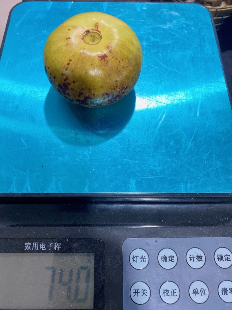 沾冬3号新品种冬枣树苗
