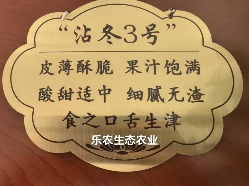 沾冬3号新品种冬枣树苗