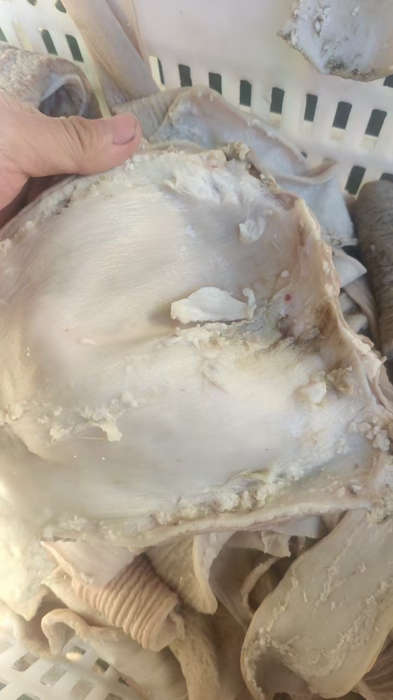 牛大肠伞带大量有货品质保证价格实惠全国发货