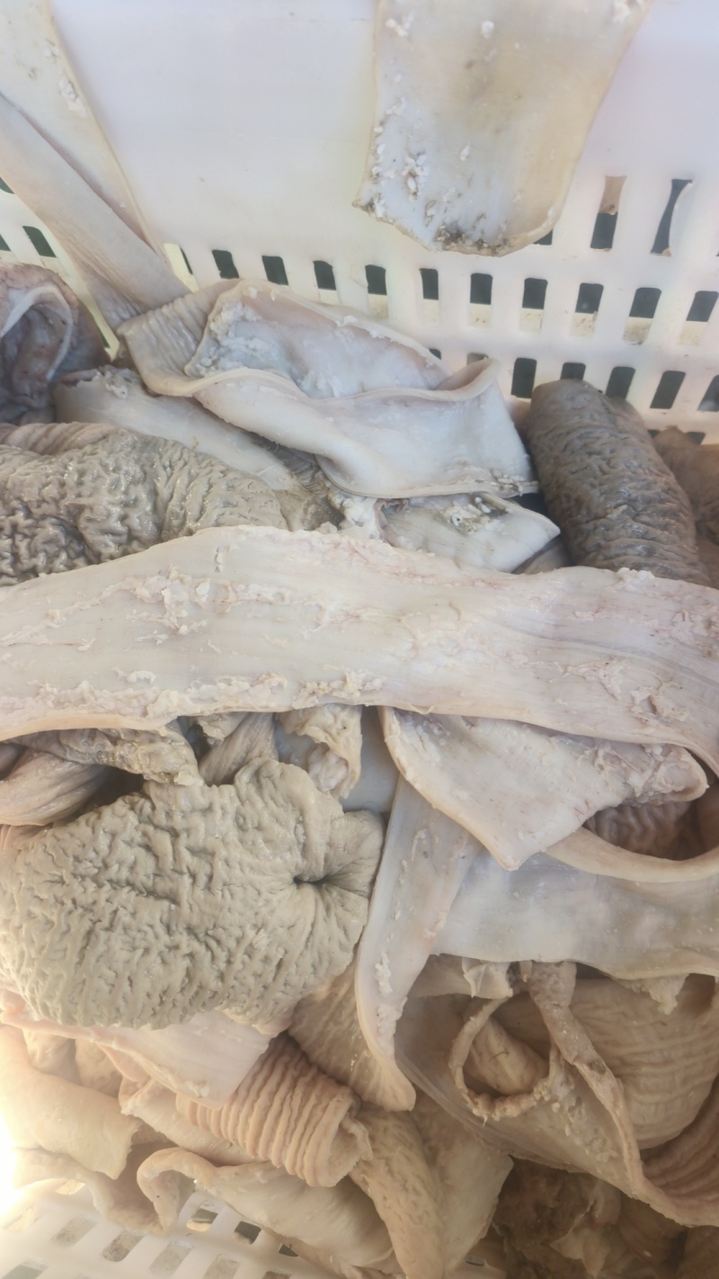 牛大肠伞带大量有货品质保证价格实惠全国发货