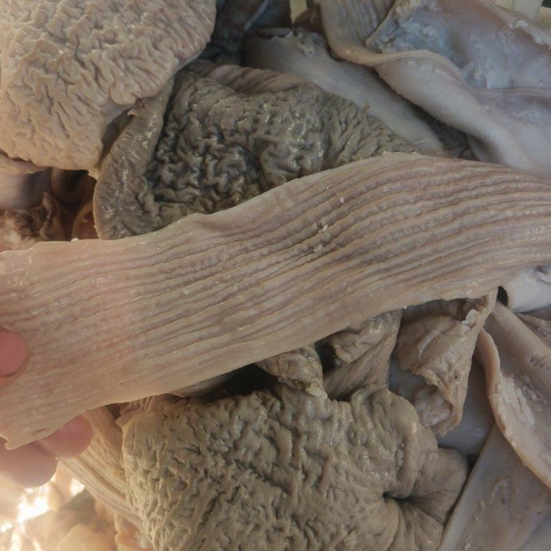 牛大肠伞带大量有货品质保证价格实惠全国发货
