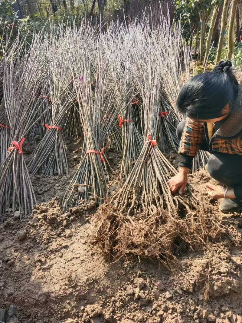 四川苹果苗苗现挖现发视频看货全国可发