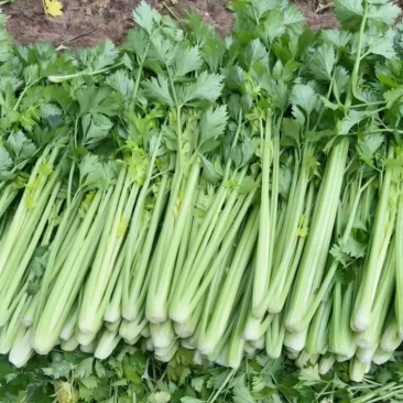 济南市商河县蔬菜大棚种植基地
