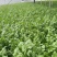 济南市商河县蔬菜大棚种植基地