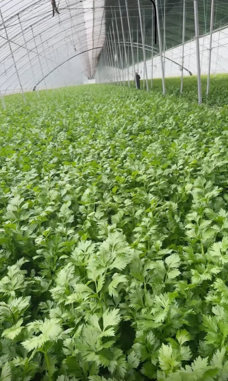 济南市商河县蔬菜大棚种植基地