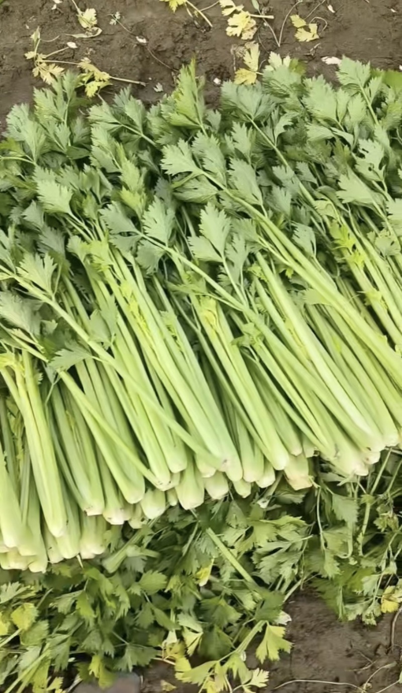 济南市商河县蔬菜大棚种植基地