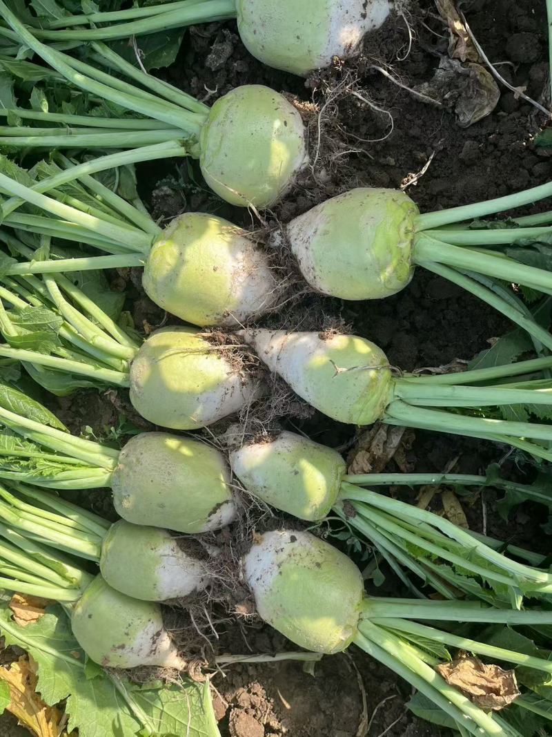 凌海芥菜头产地直供价格合理，无中间商赚差价可视频看货