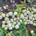 凌海芥菜头产地直供价格合理，无中间商赚差价可视频看货