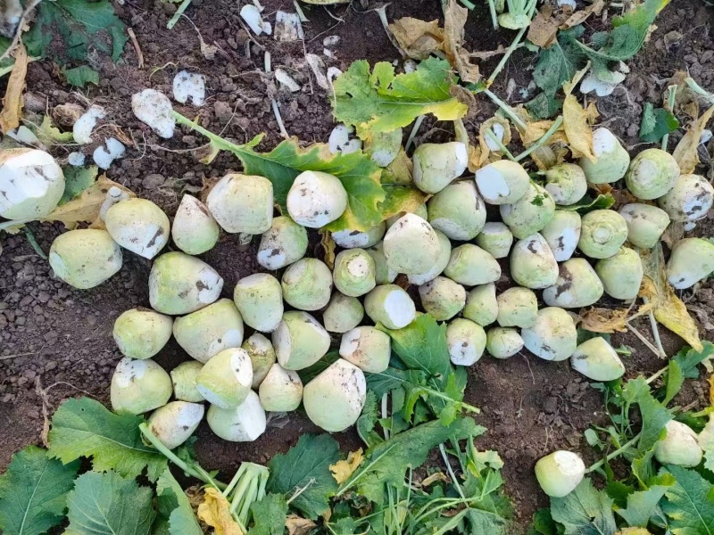 凌海芥菜头产地直供价格合理，无中间商赚差价可视频看货