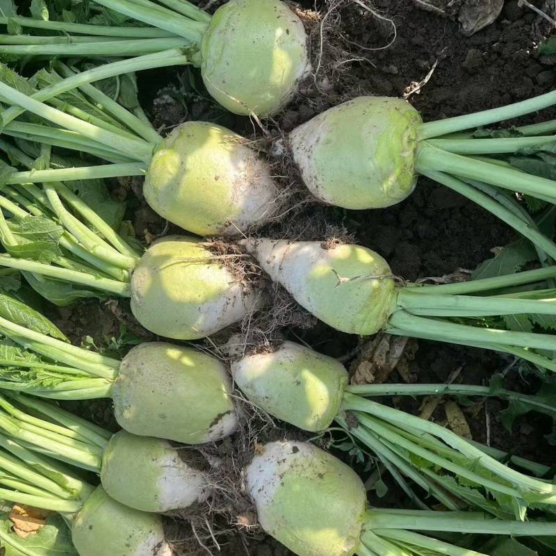 凌海芥菜头产地直供价格合理，无中间商赚差价可视频看货