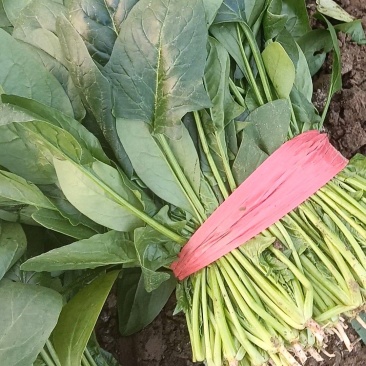 大叶菠菜