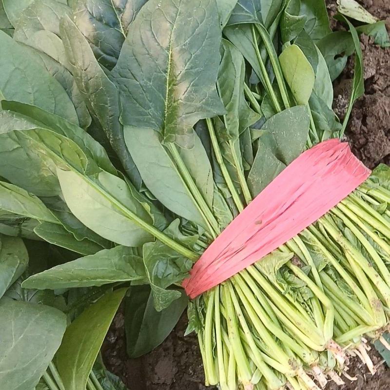 大叶菠菜