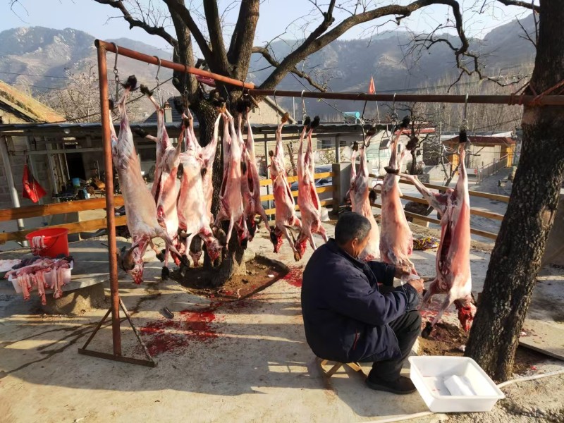 【正宗】蒙山黑山羊羊腔子基地直发保质保量现杀现发