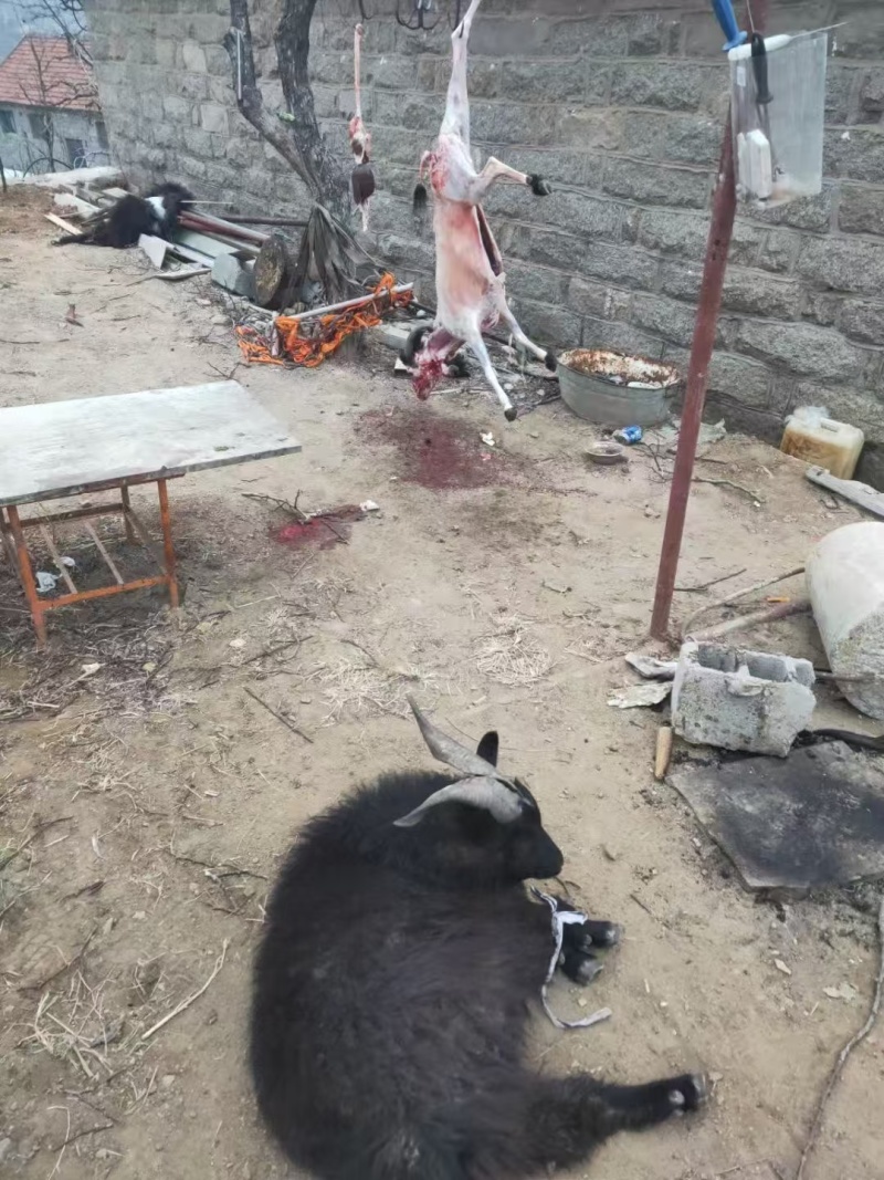 【正宗】蒙山黑山羊羊腔子基地直发保质保量现杀现发