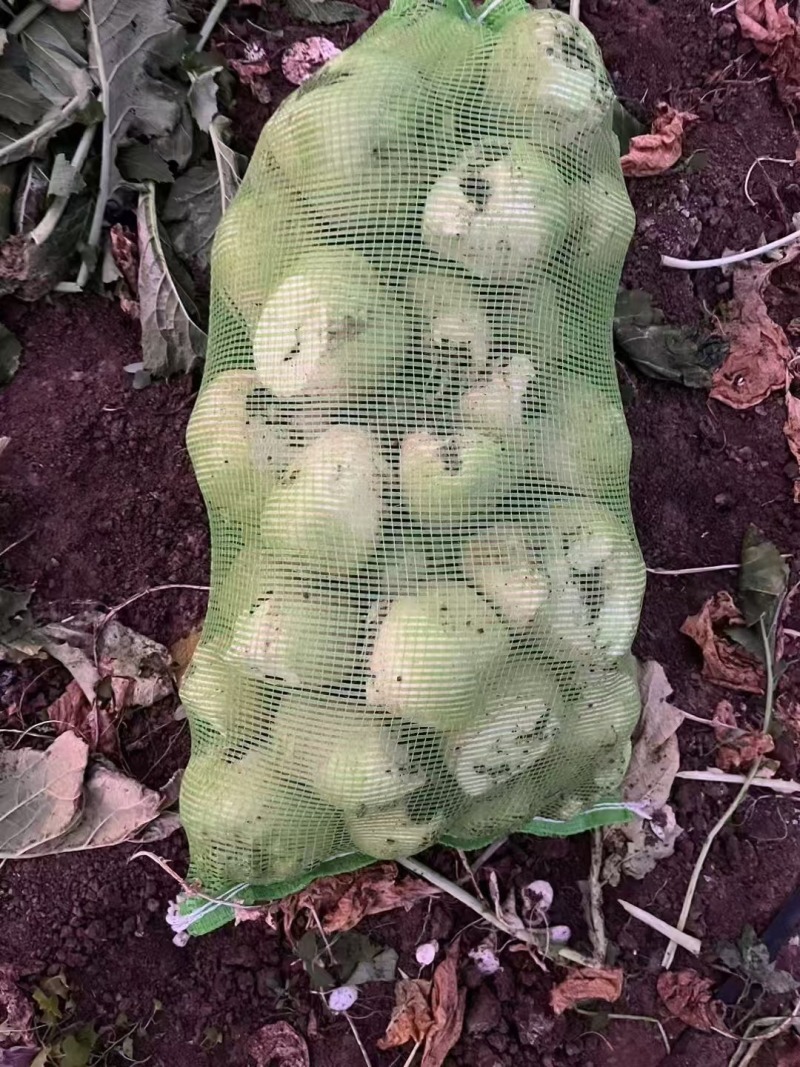 凌海芥菜头产地直供价格合理，无中间商赚差价可视频看货