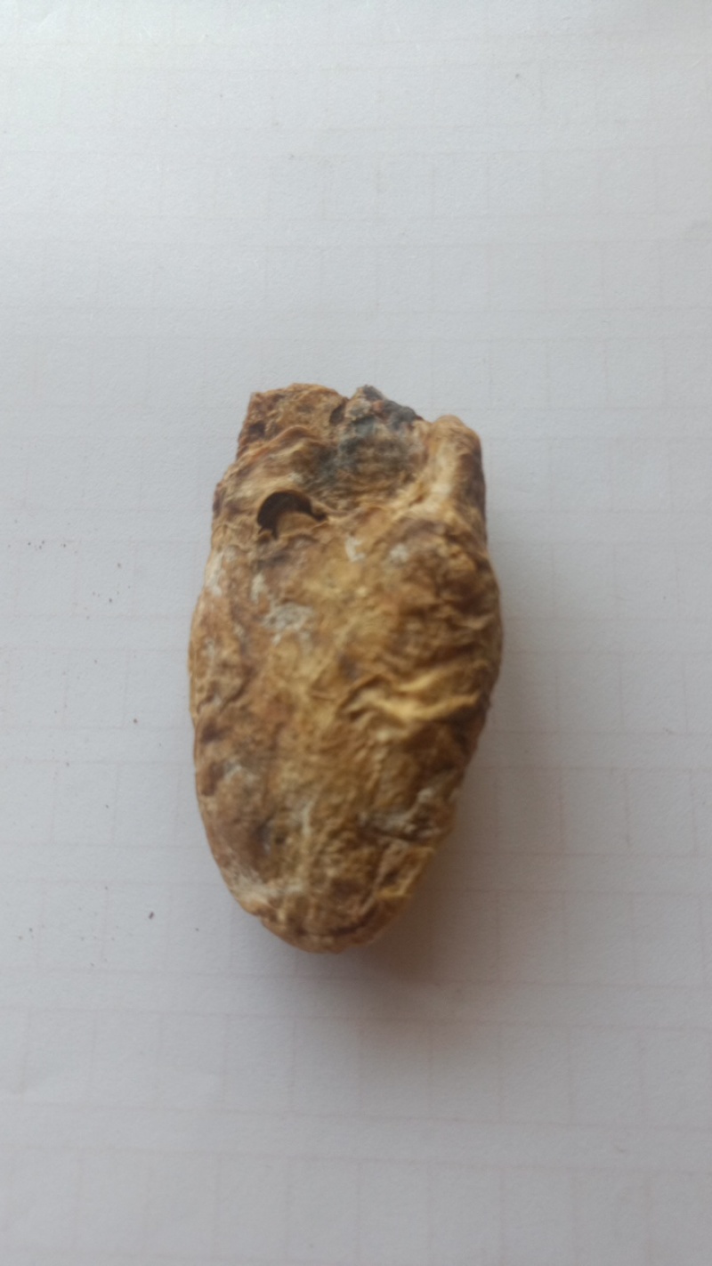 产地直供现挖鸡宝欢迎前来看货长期供应