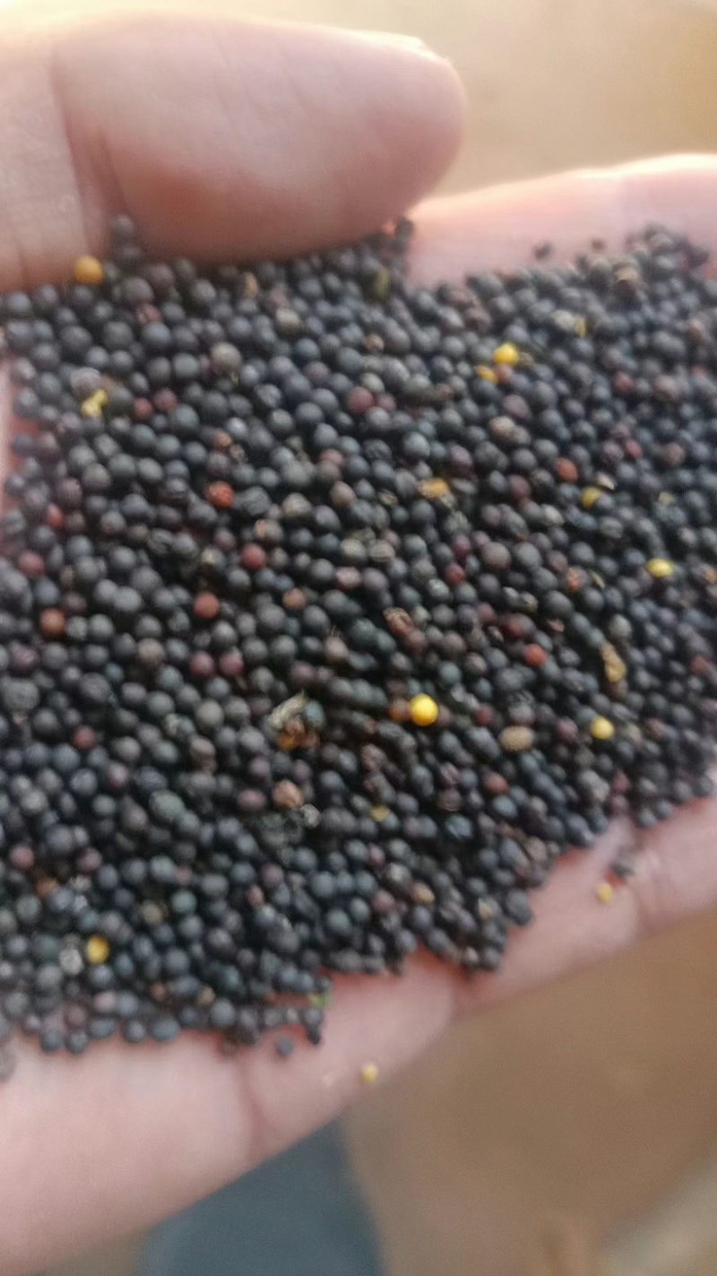 精品油菜籽出油率43