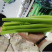 山东精品芹菜，西芹，规格齐全，货量充足，欢迎咨询