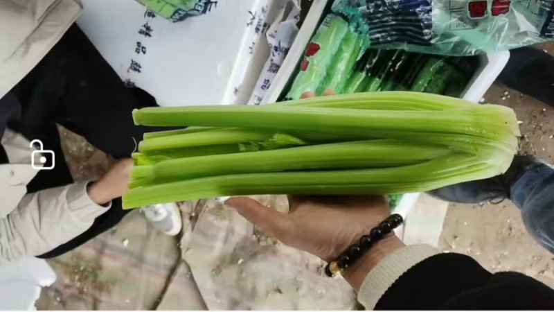 山东精品芹菜，西芹，规格齐全，货量充足，欢迎咨询