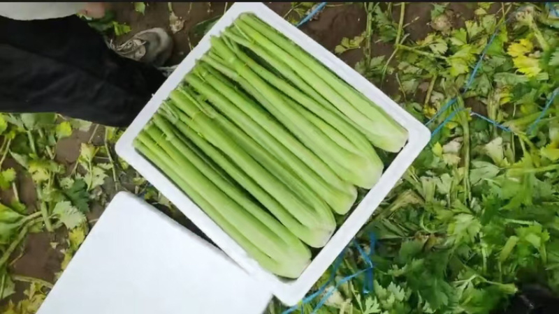 山东精品芹菜，西芹，规格齐全，货量充足，欢迎咨询