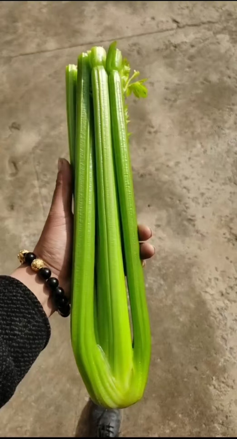 山东精品芹菜，西芹，规格齐全，货量充足，欢迎咨询