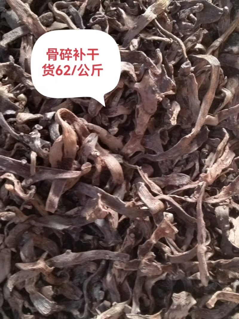 【牛商推荐】广西桂林优选骨碎补诚信经营欢迎来电洽谈