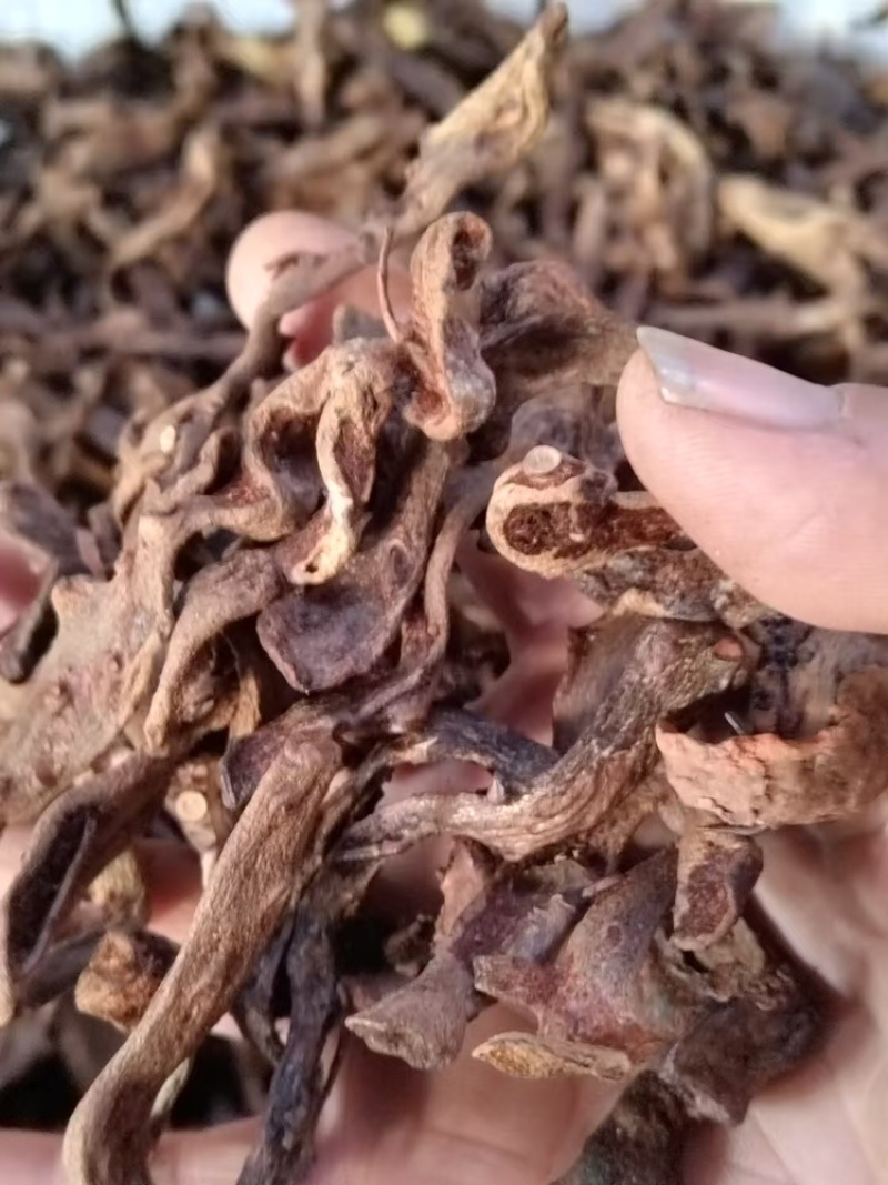 【牛商推荐】广西桂林优选骨碎补诚信经营欢迎来电洽谈