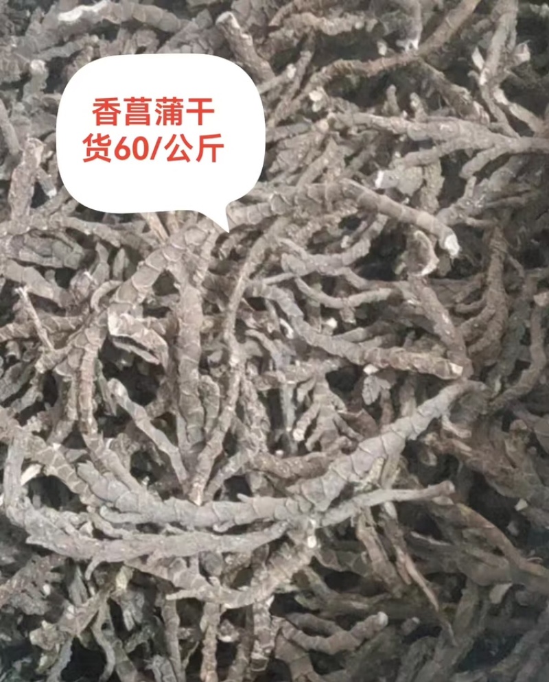 【好货推荐】香菖蒲大量上市货源充足量大从优欢迎选购