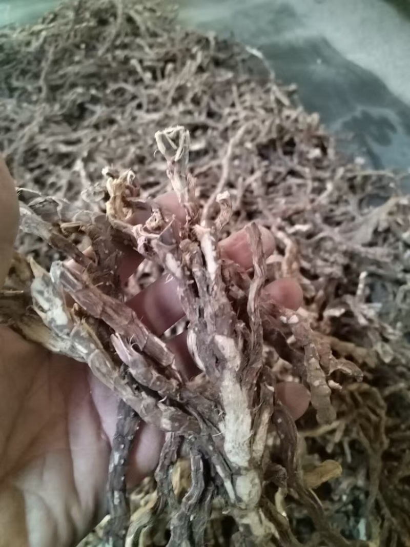 【好货推荐】香菖蒲大量上市货源充足量大从优欢迎选购