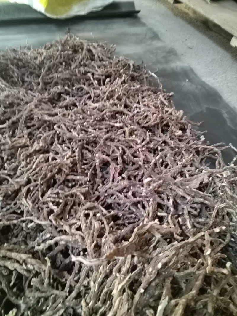 【好货推荐】香菖蒲大量上市货源充足量大从优欢迎选购