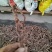 【好货推荐】香菖蒲大量上市货源充足量大从优欢迎选购