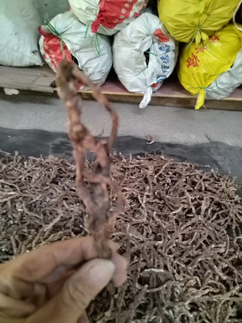 【好货推荐】香菖蒲大量上市货源充足量大从优欢迎选购