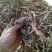 【好货推荐】香菖蒲大量上市货源充足量大从优欢迎选购