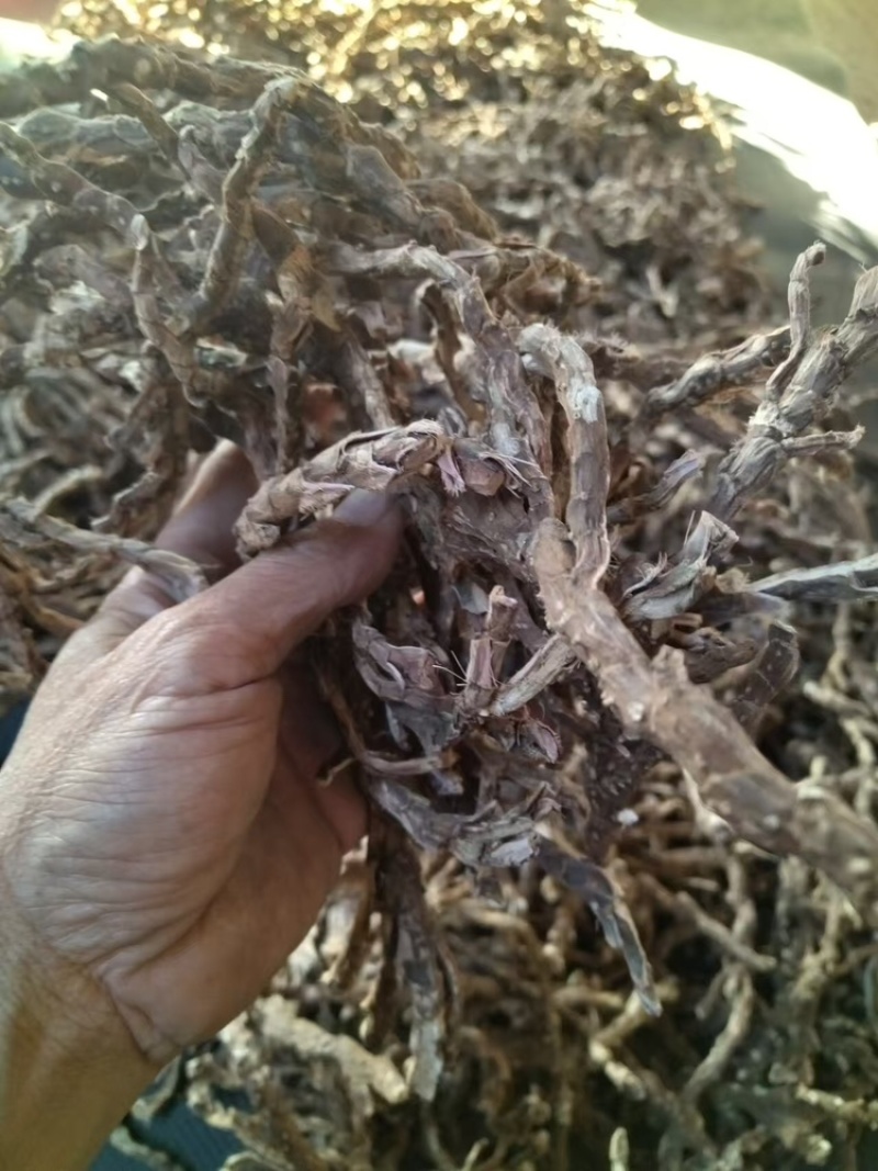 【好货推荐】香菖蒲大量上市货源充足量大从优欢迎选购