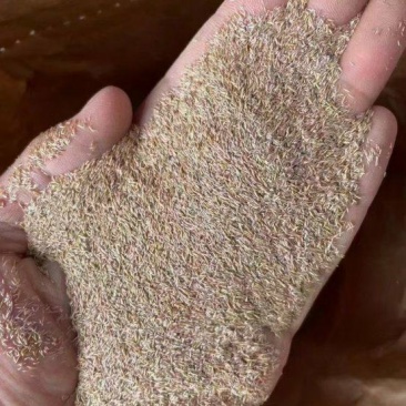 精品进口剪股颖草坪种子匍匐细弱型庭院别墅绿化工程