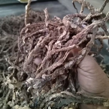 【好货推荐】香菖蒲大量上市货源充足量大从优欢迎选购