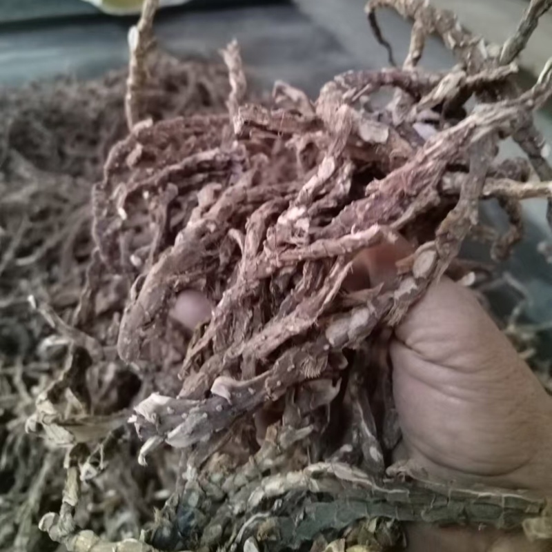 【好货推荐】香菖蒲大量上市货源充足量大从优欢迎选购
