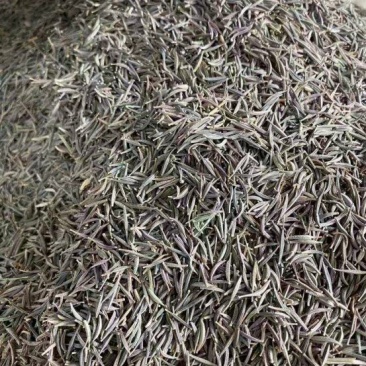 进口波斯菊格桑花种子四季开花易成活适合庭院保证品种和发芽