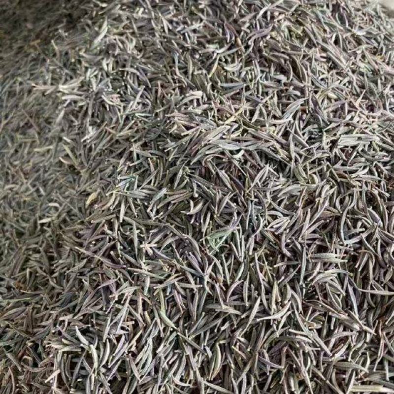 进口波斯菊格桑花种子四季开花易成活适合庭院保证品种和发芽