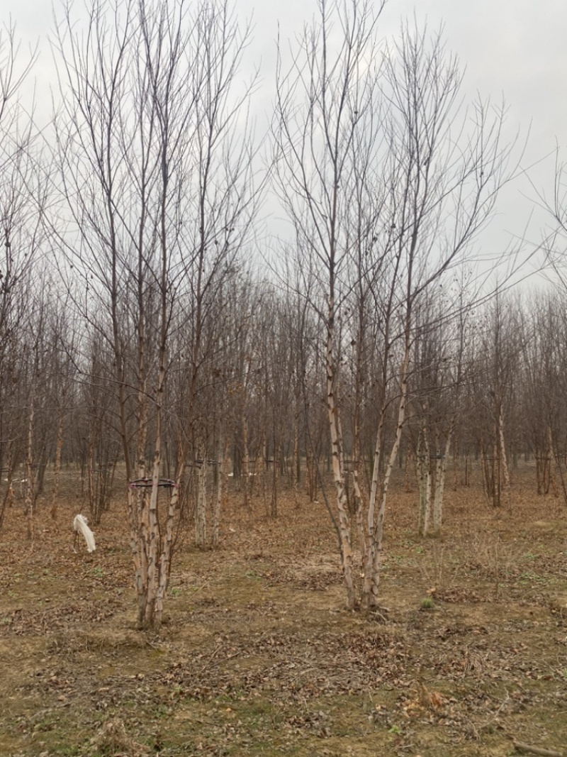 丛生河桦—苗圃大量低价处理、山东基地直销