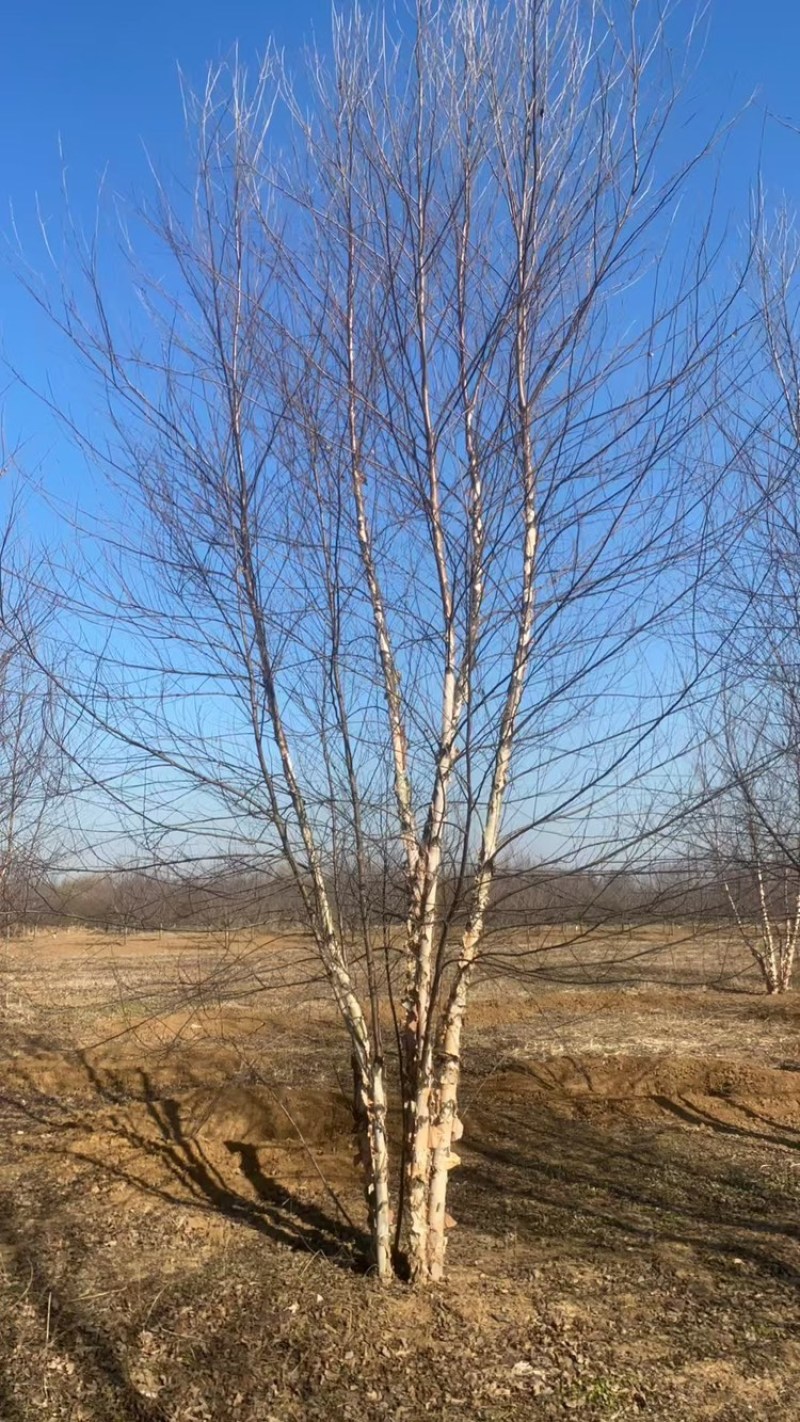 丛生河桦—苗圃大量低价处理、山东基地直销