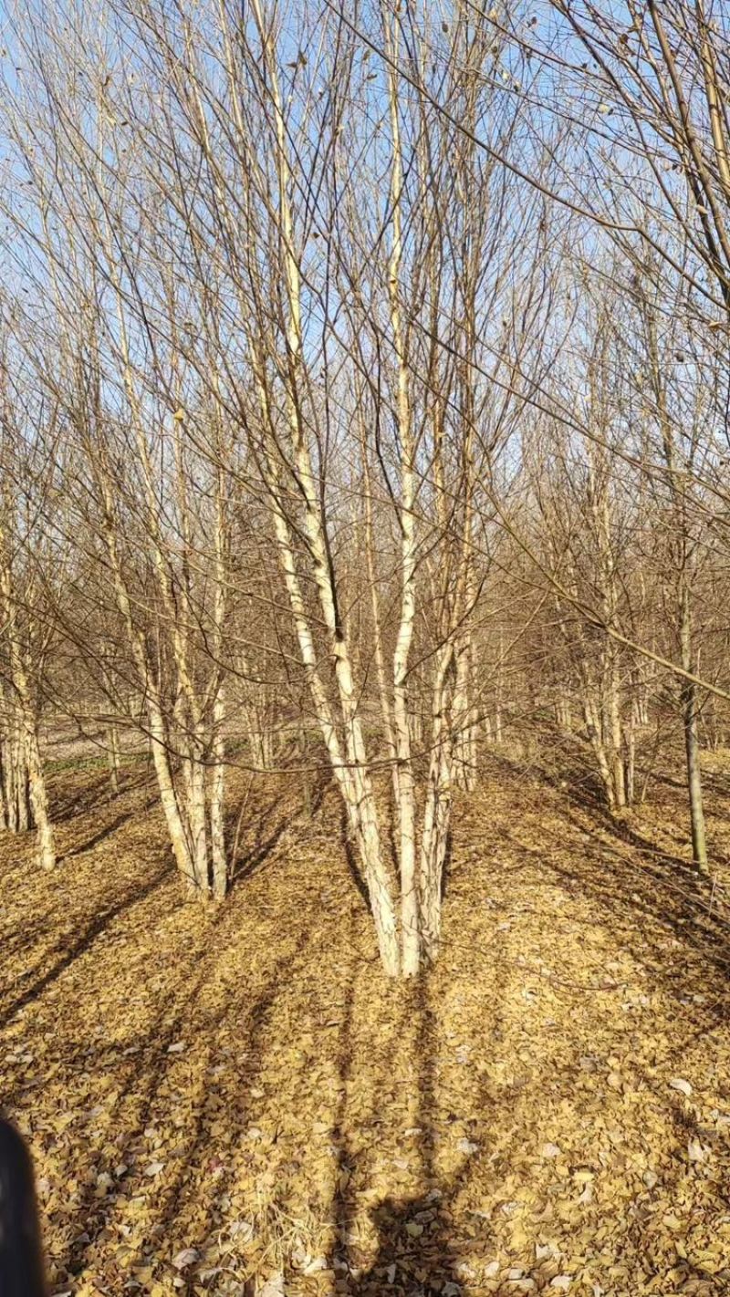 丛生河桦—苗圃大量低价处理、山东基地直销