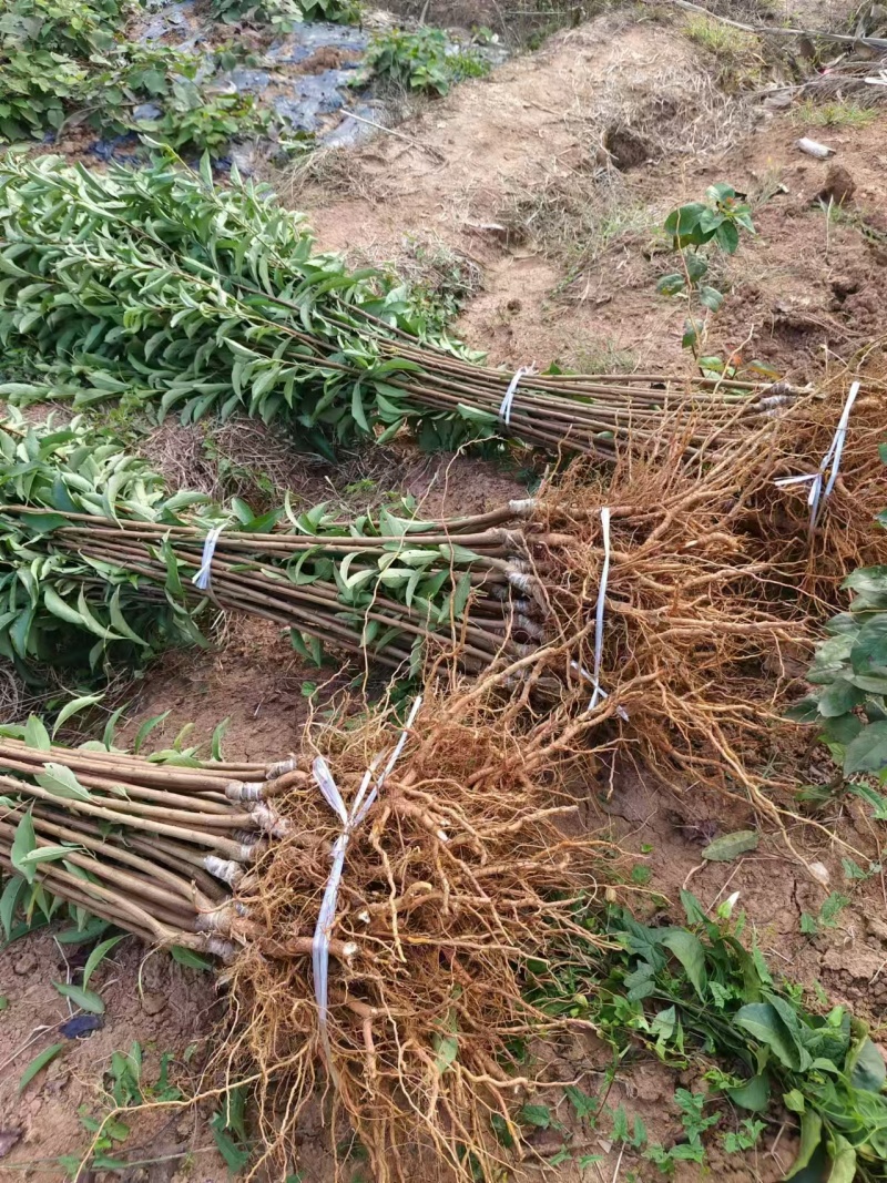 李子苗，蜂糖李，青脆李，脆红李
