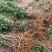 李子苗，蜂糖李，青脆李，脆红李