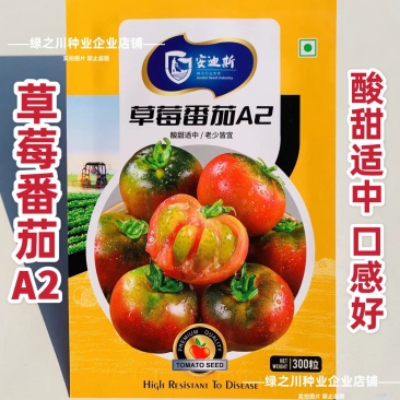 东北草莓番茄种子铁皮柿子种子酸甜四季粉红果绿肩西红柿水果
