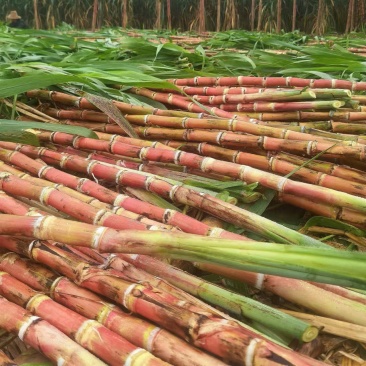 云南老品种红脆皮甘蔗对接全国市场电商商超欢迎来电洽谈