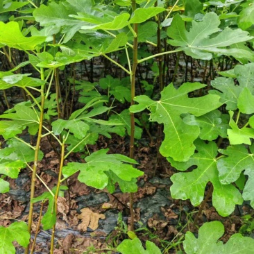 无花果苗-批发各类绿化苗木