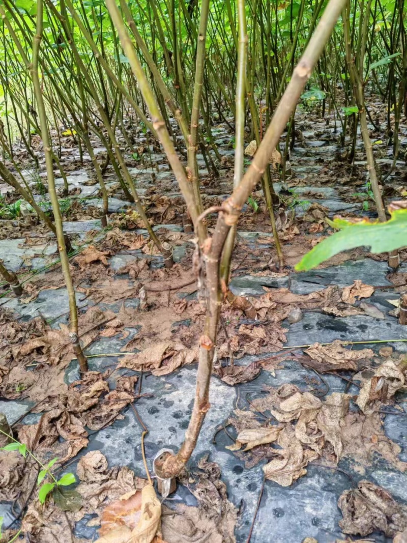 无花果苗-批发各类绿化苗木
