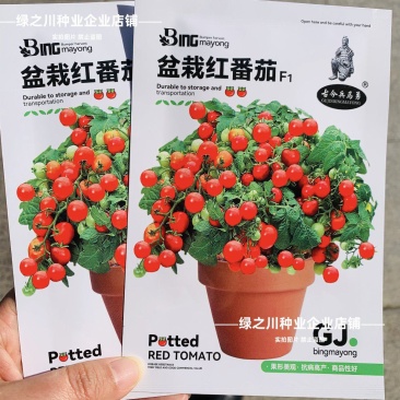 盆栽红番茄种子四季阳台种籽室内矮生西红柿樱桃圣女蔬菜水果